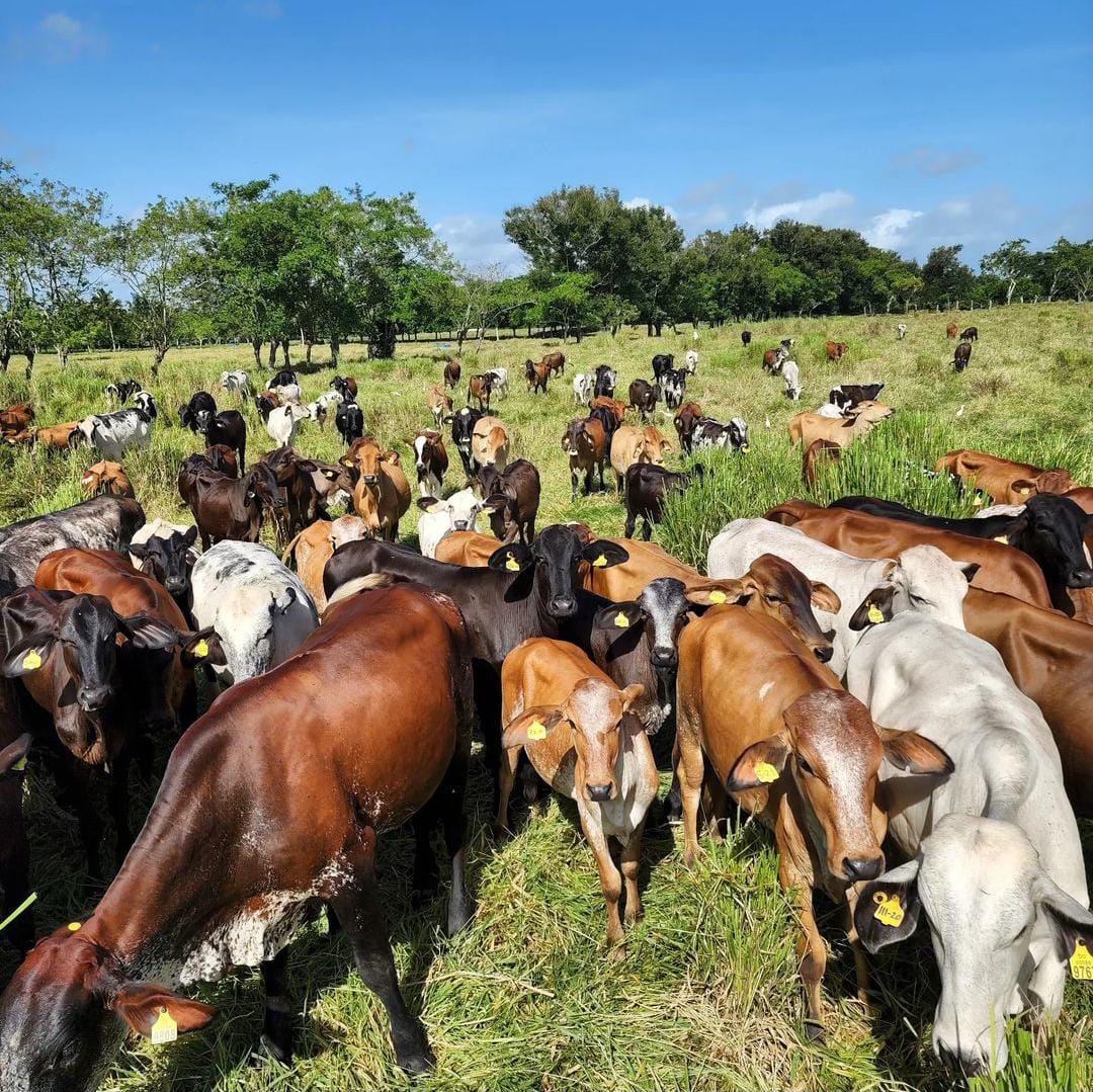 Ganadería de leche genera cerca de 18,000 millones de pesos en la ...